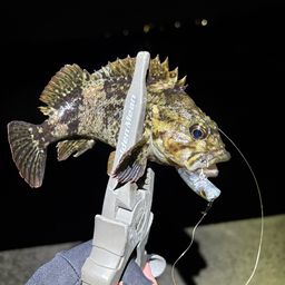 ムラソイ