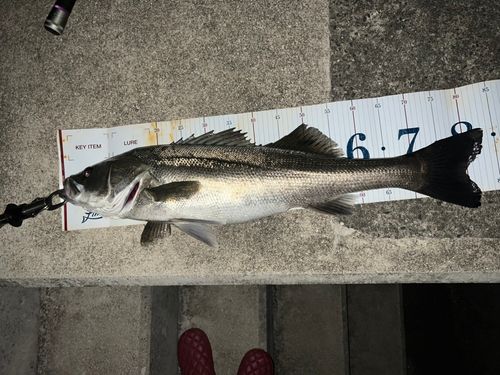 シーバスの釣果