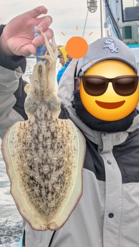 モンゴウイカの釣果