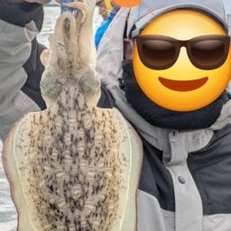 モンゴウイカ