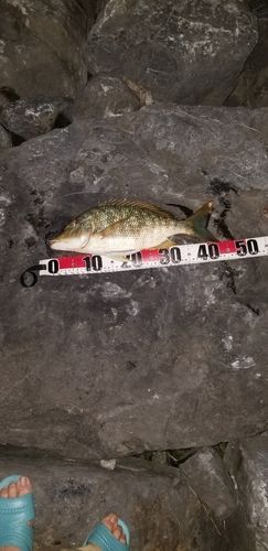 タマンの釣果