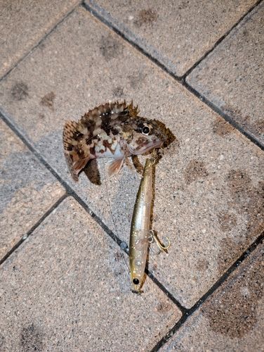 カサゴの釣果