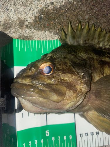 シマソイの釣果