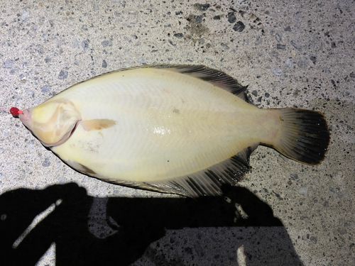 マコガレイの釣果