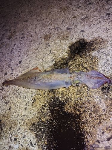イカの釣果