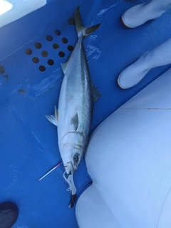 ブリの釣果