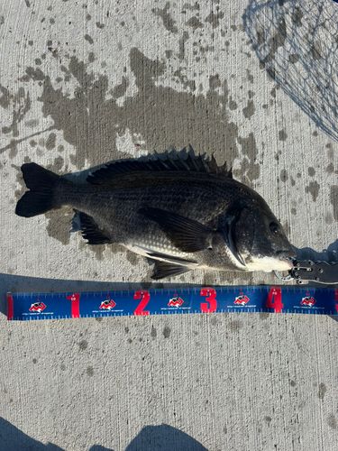 チヌの釣果
