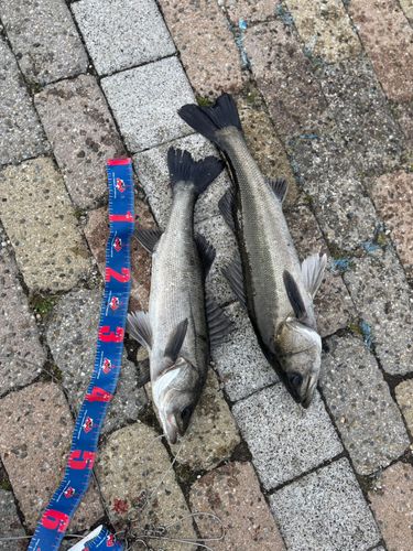 ハネ（タイリクスズキ）の釣果