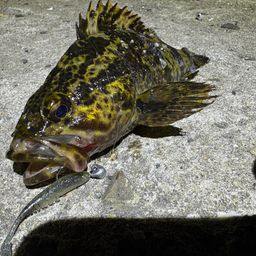 タケノコメバル