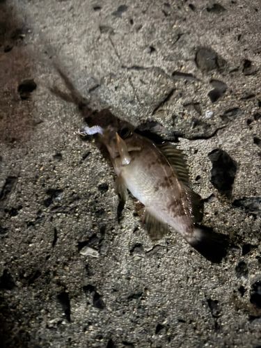 シロメバルの釣果