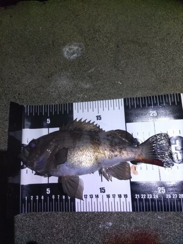 メバルの釣果