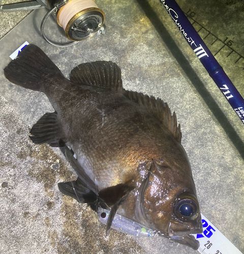 メバルの釣果