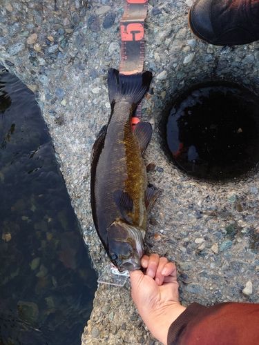 スモールマウスバスの釣果