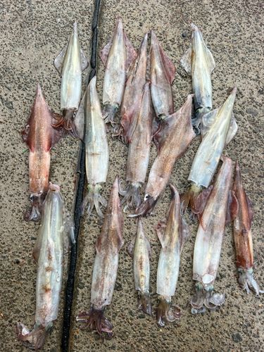 ヤリイカの釣果