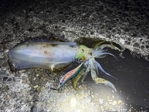 アオリイカの釣果
