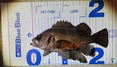 メバルの釣果