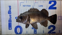 メバルの釣果