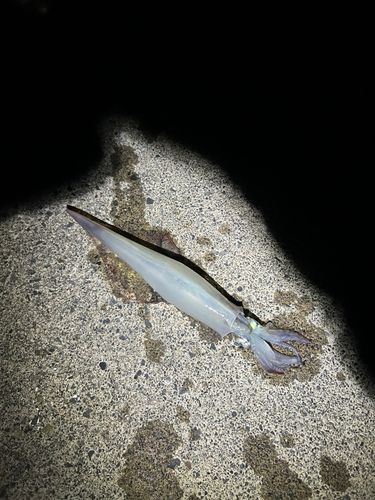 ヤリイカの釣果