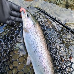 レインボートラウト