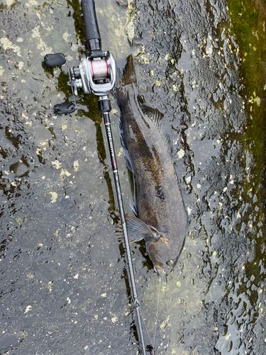 アイナメの釣果