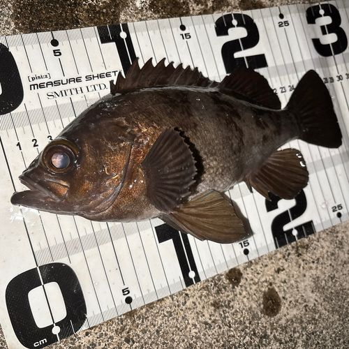 メバルの釣果