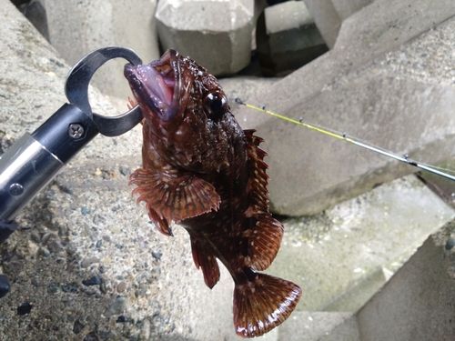 カサゴの釣果
