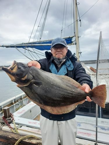 ヒラメの釣果