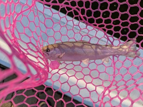 ニジマスの釣果