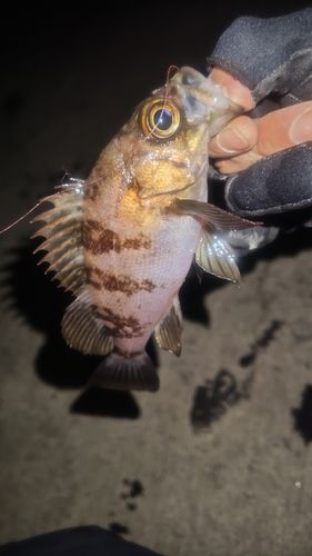 シロメバルの釣果