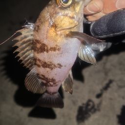 シロメバル