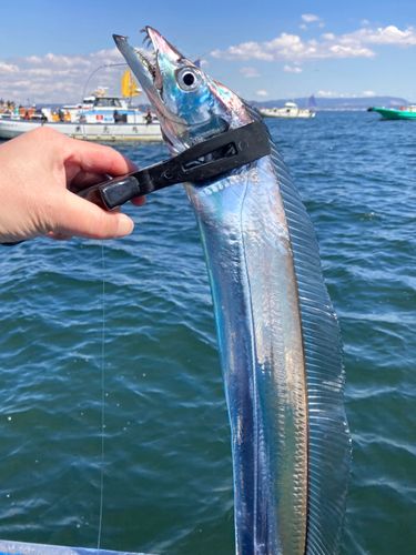 タチウオの釣果