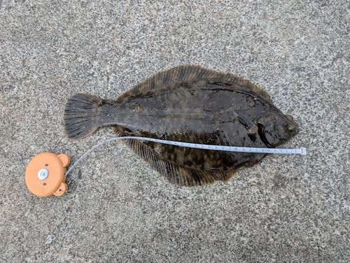 クロガシラガレイの釣果