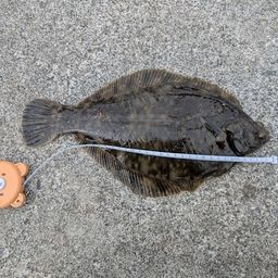 クロガシラガレイ