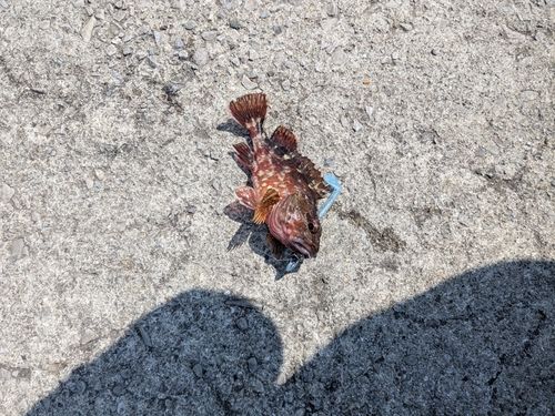 カサゴの釣果