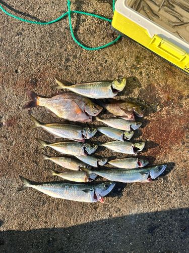 ウミタナゴの釣果