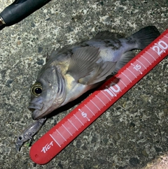 シロメバルの釣果