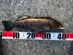 アイナメの釣果