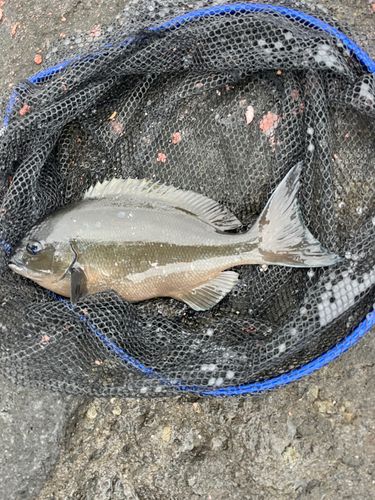 オナガグレの釣果