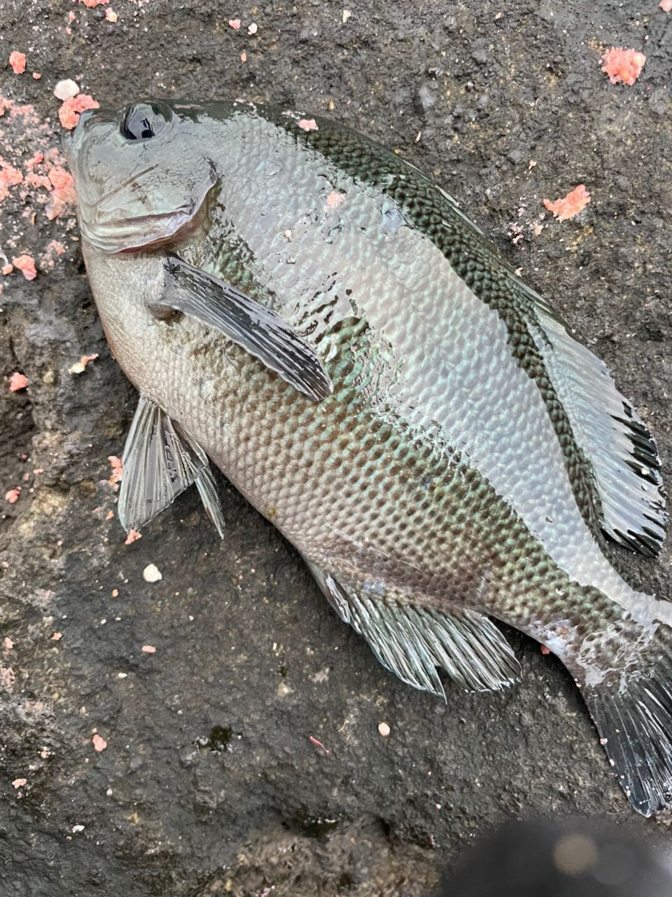 クチブトグレ