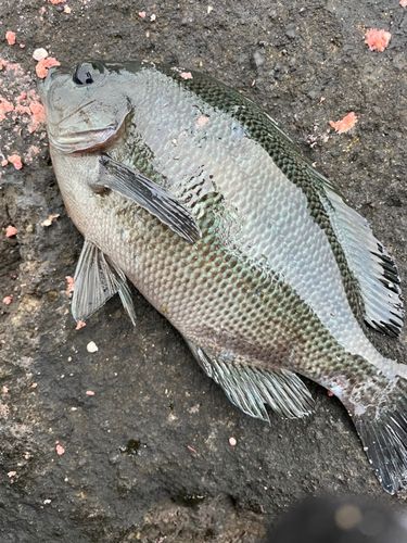 クチブトグレの釣果