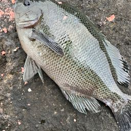 クチブトグレ