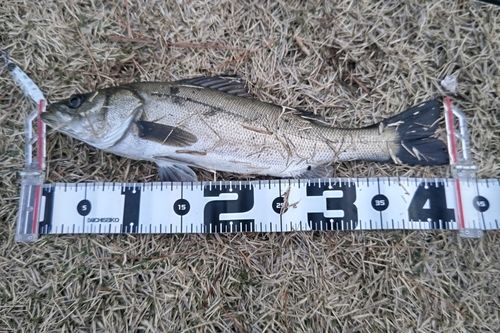 フッコ（マルスズキ）の釣果