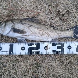 フッコ（マルスズキ）