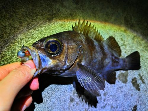 シロメバルの釣果