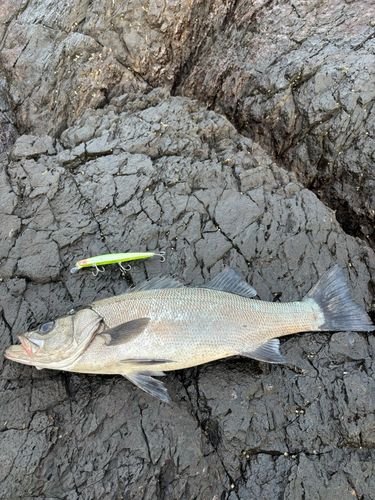 ヒラスズキの釣果