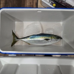 ワラサの釣果