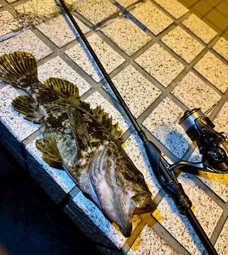 タケノコメバルの釣果