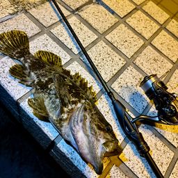 タケノコメバル