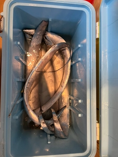 タチウオの釣果