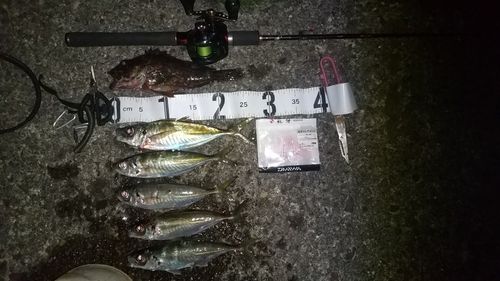 アジの釣果